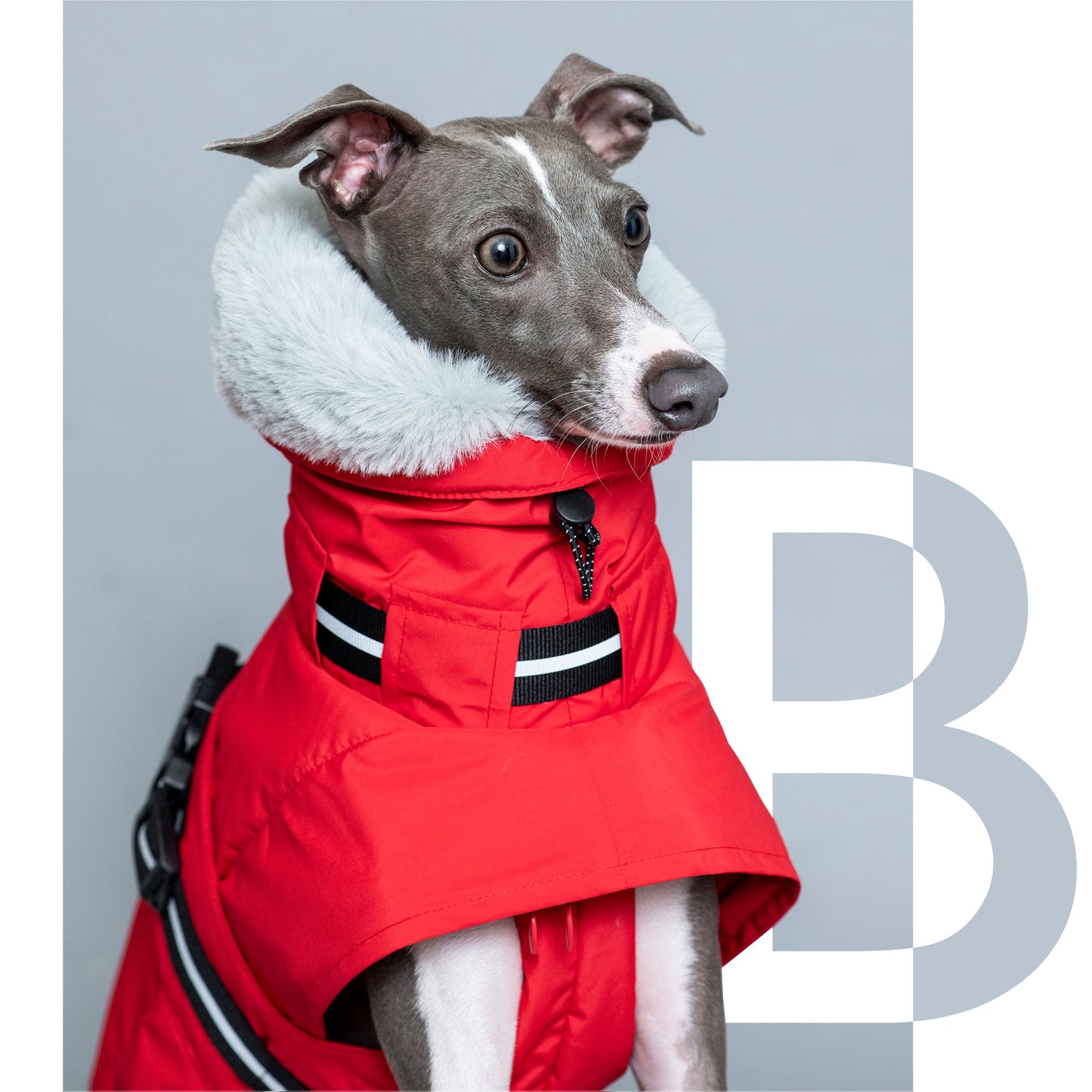 WOOFtheRAIN