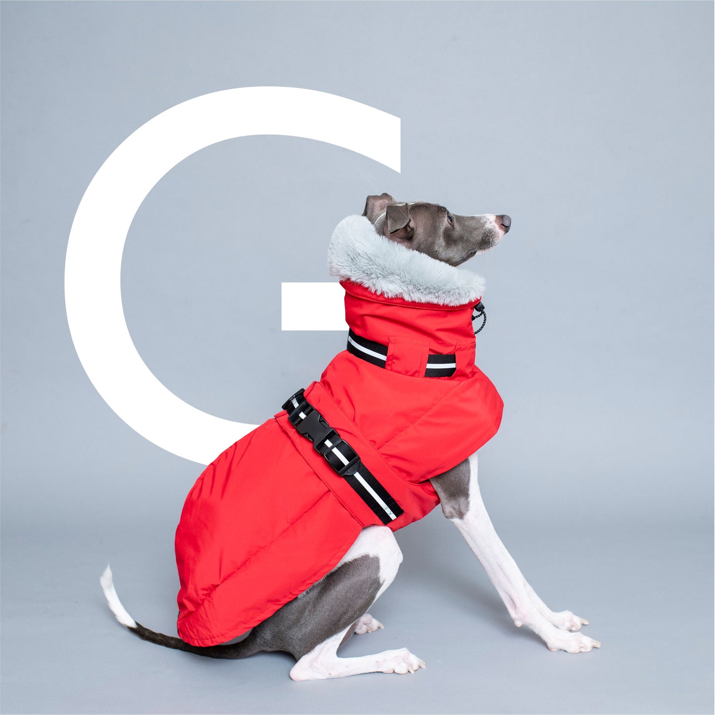 WOOFtheRAIN