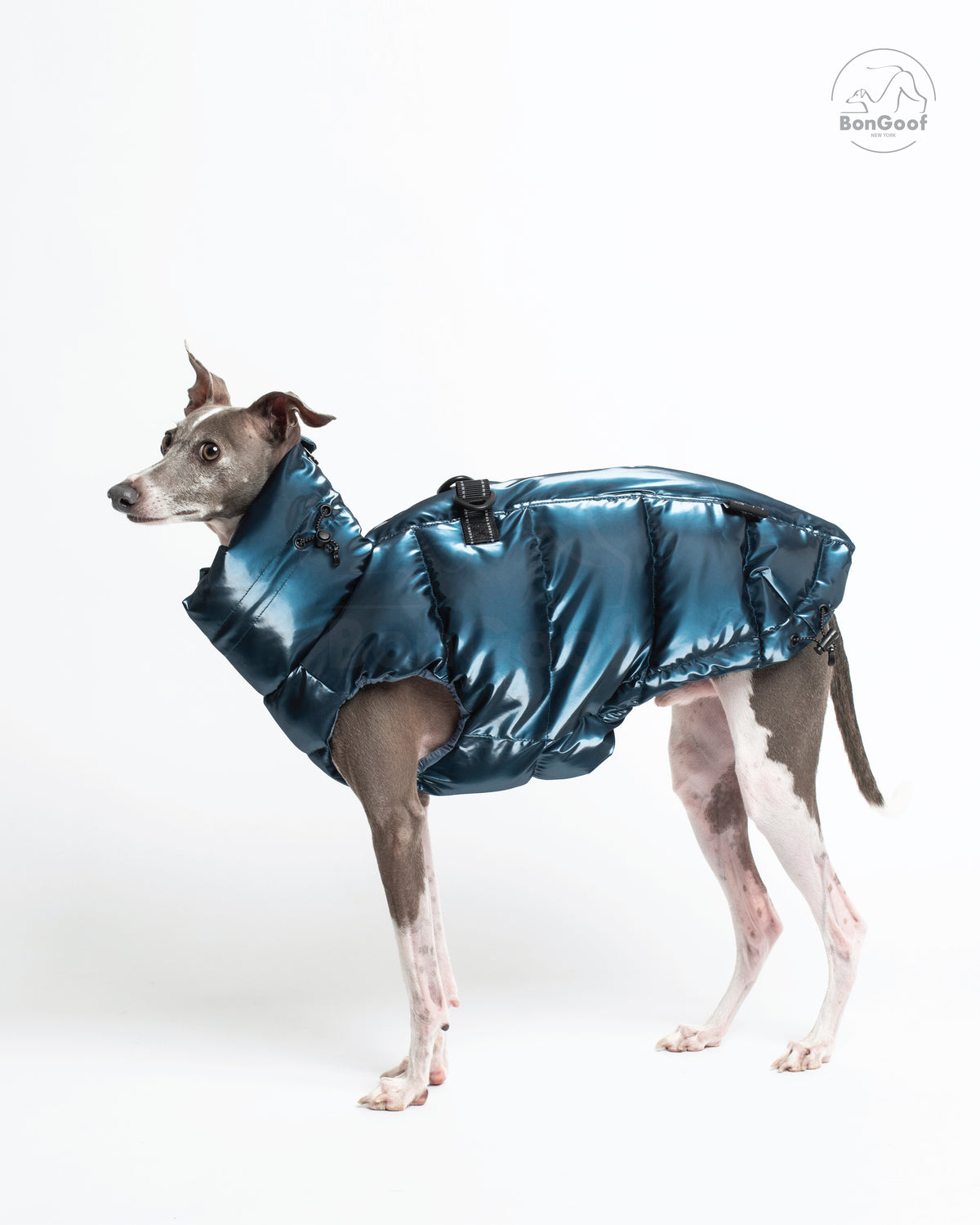 Dog wearing the BonGoof LUMI Vest in Blue Steel, side view showing the glossy padded body and high collar.