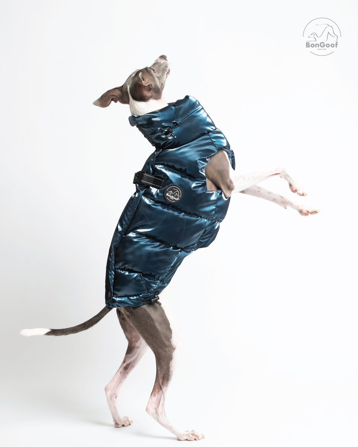 Dog standing on its hind legs in the BonGoof LUMI Vest in Blue Steel, showing the side fit and arm opening.