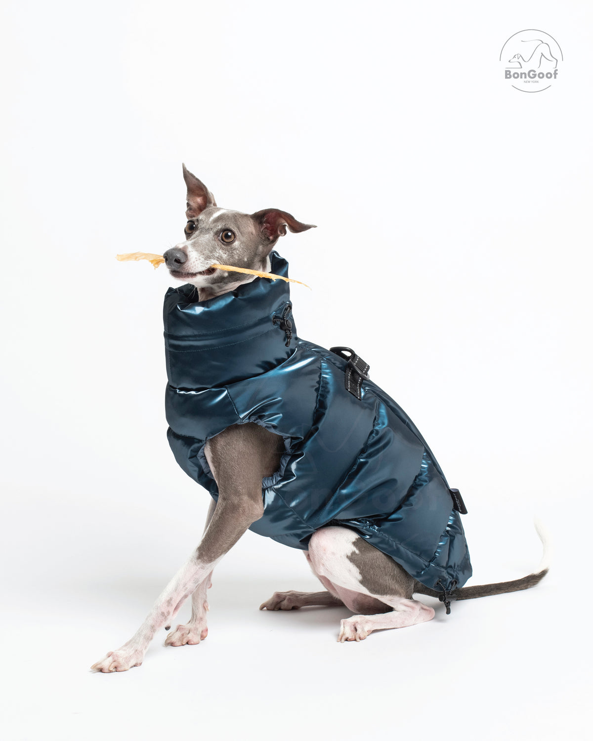 Seated dog wearing the BonGoof LUMI Vest in Blue Steel, three-quarter view showing the high padded collar.