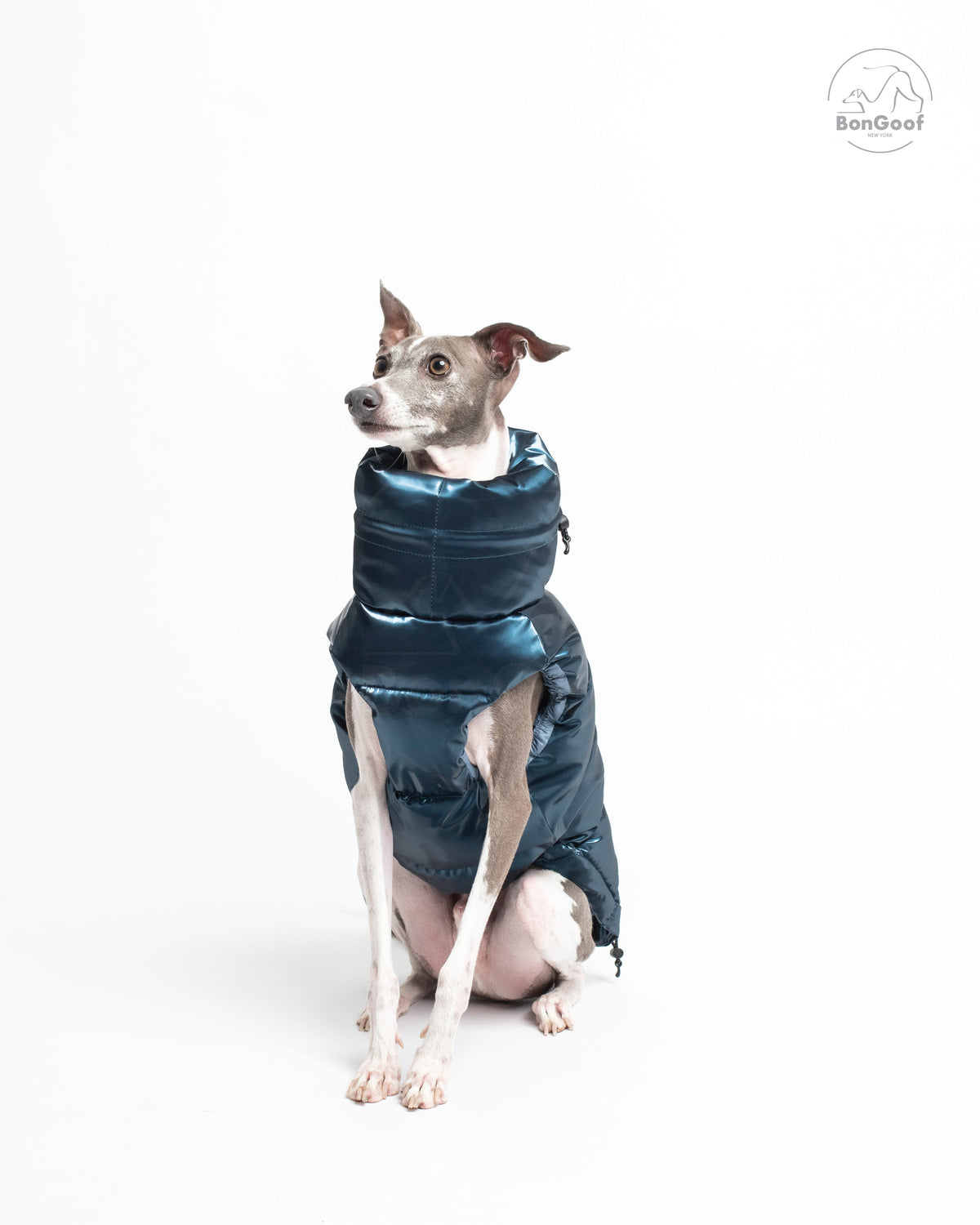 Front view of a seated dog wearing the BonGoof LUMI Vest in Blue Steel, showing the padded chest and collar.
