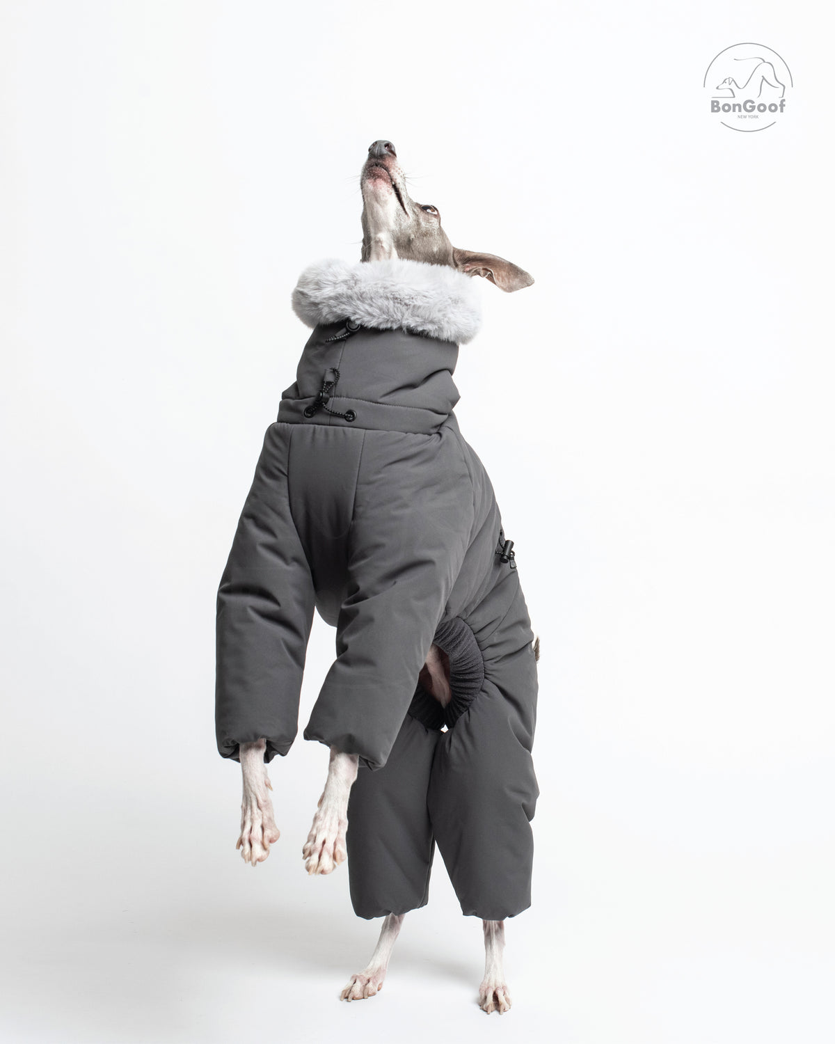 Dog standing on its hind legs in the BonGoof SUIT-PREMO snowsuit in Slate, looking upward with the fur-trimmed hood, padded chest and covered legs visible.