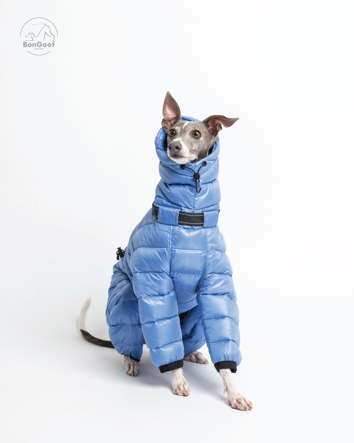Front view of a seated dog wearing the BonGoof The Michelin puffer suit in Bluebell, showing the high padded collar, quilted chest and front legs.