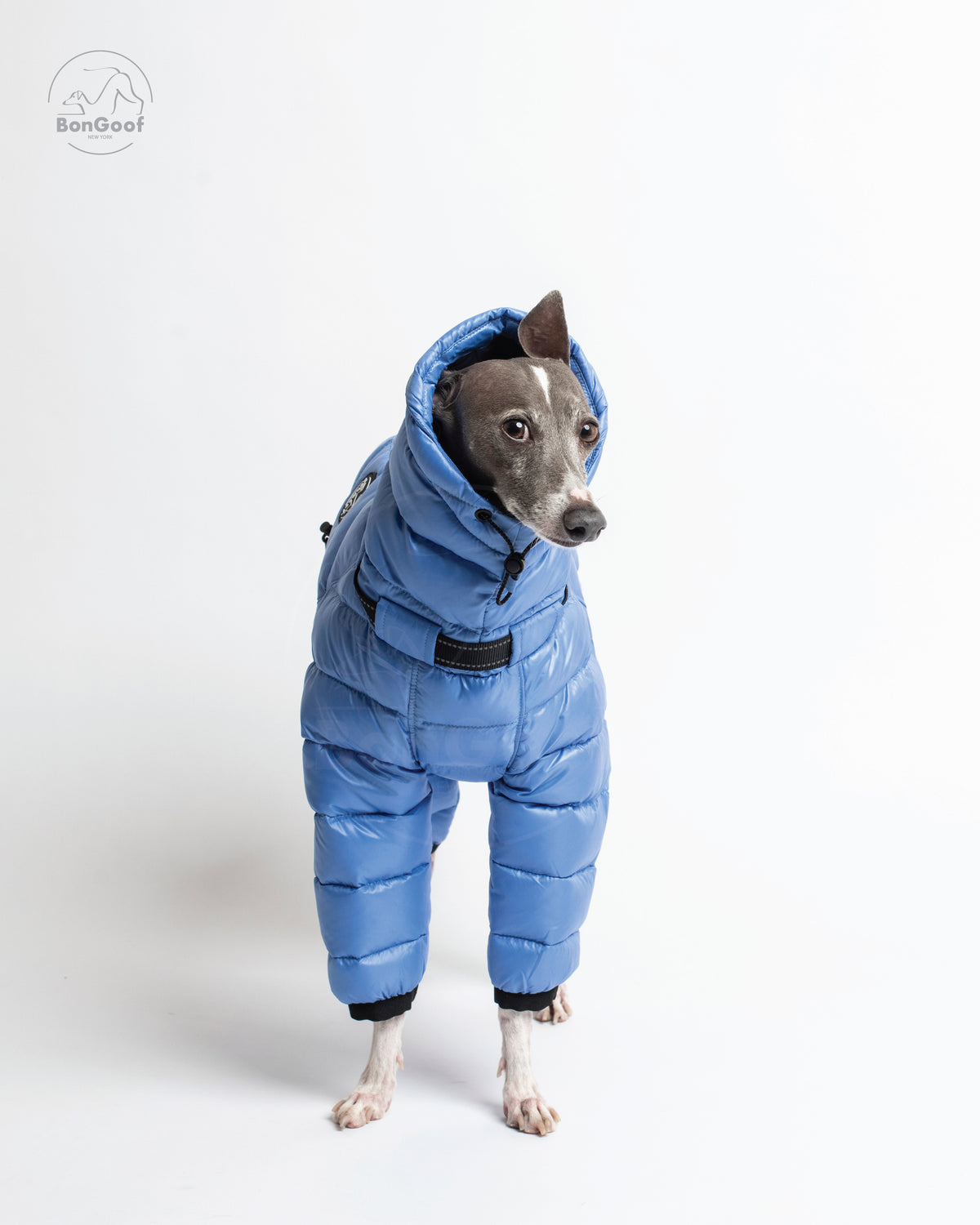 Front view of a standing dog wearing the BonGoof The Michelin puffer suit in Bluebell with the hood up, showing the quilted chest and padded front legs.