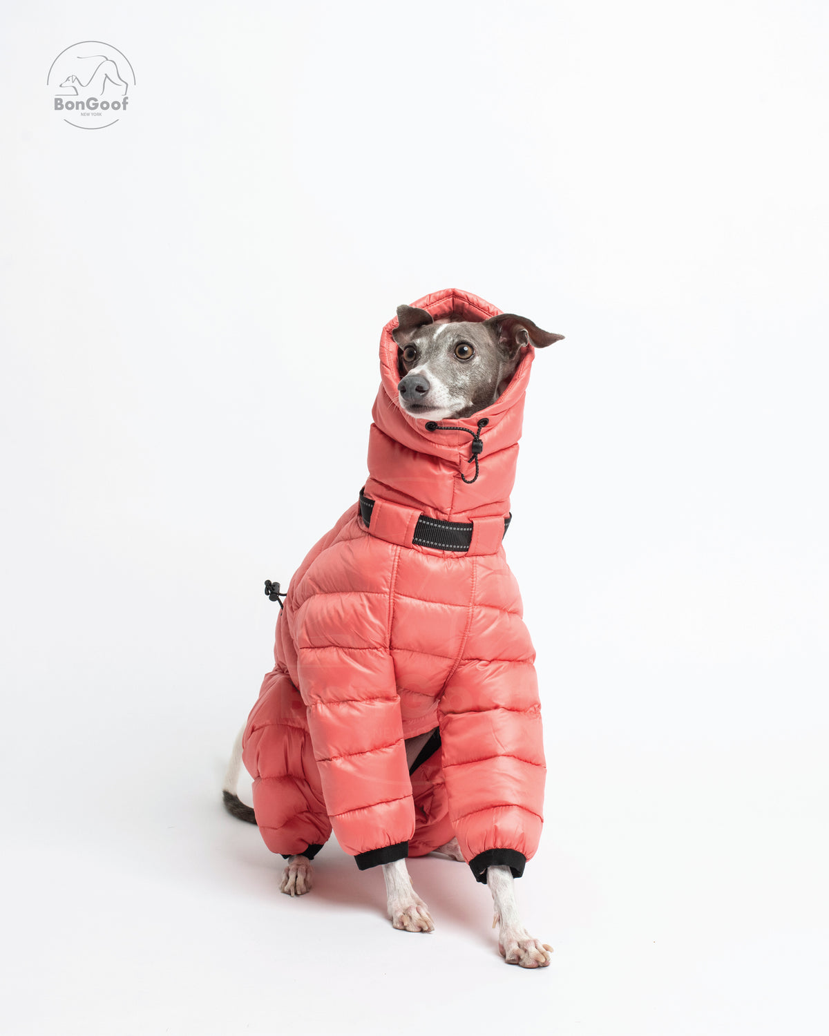Front view of a seated dog wearing the BonGoof The Michelin puffer suit in Coral Reef with the hood up, showing the quilted chest and padded front legs.