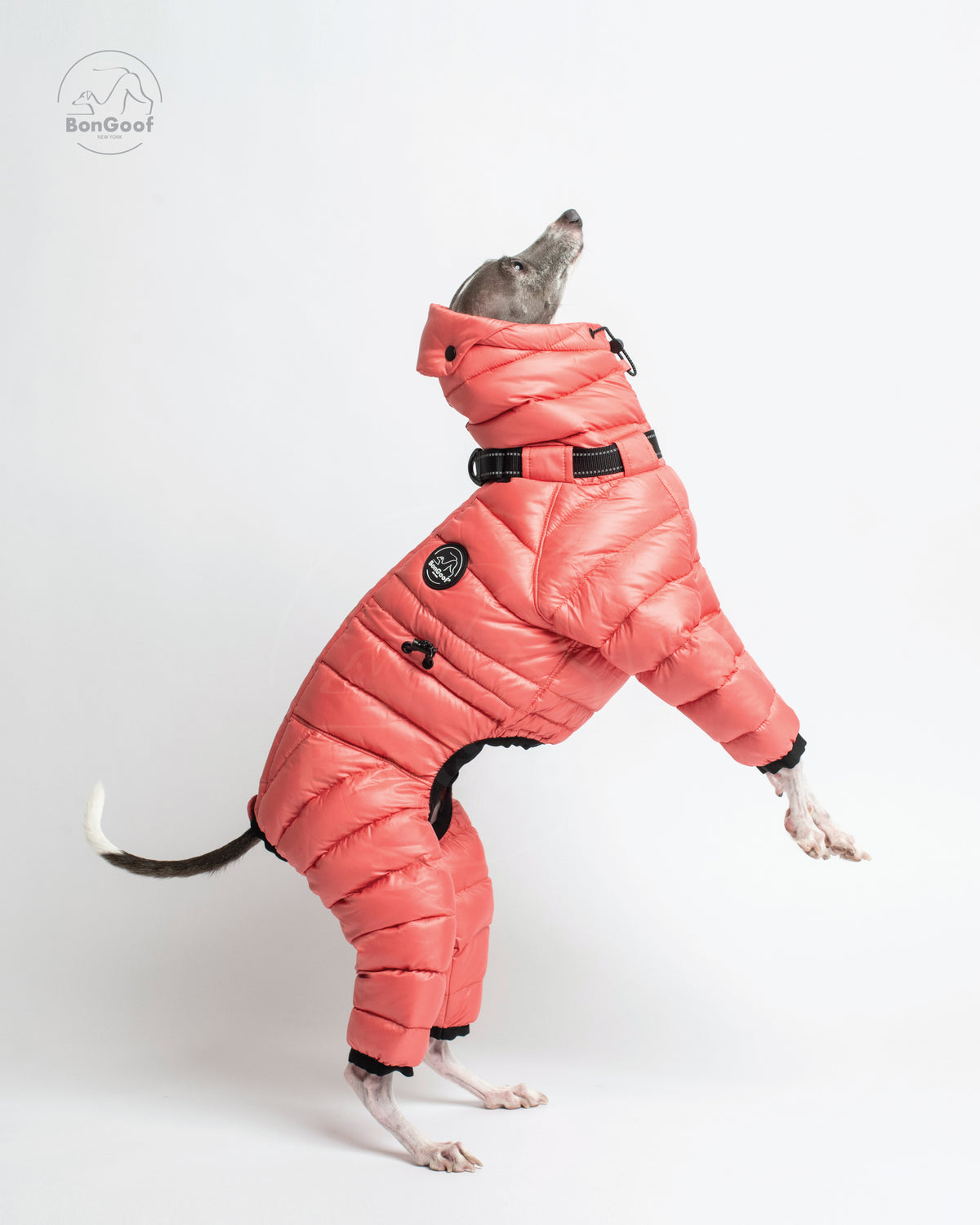 Dog standing on its hind legs in the BonGoof The Michelin puffer suit in Coral Reef, showing the padded sleeves, quilted body and side logo patch.
