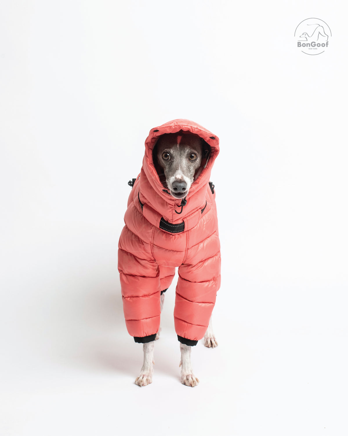 Front view of a standing dog wearing the BonGoof The Michelin puffer suit in Coral Reef with the hood up, showing the quilted chest and padded front legs.