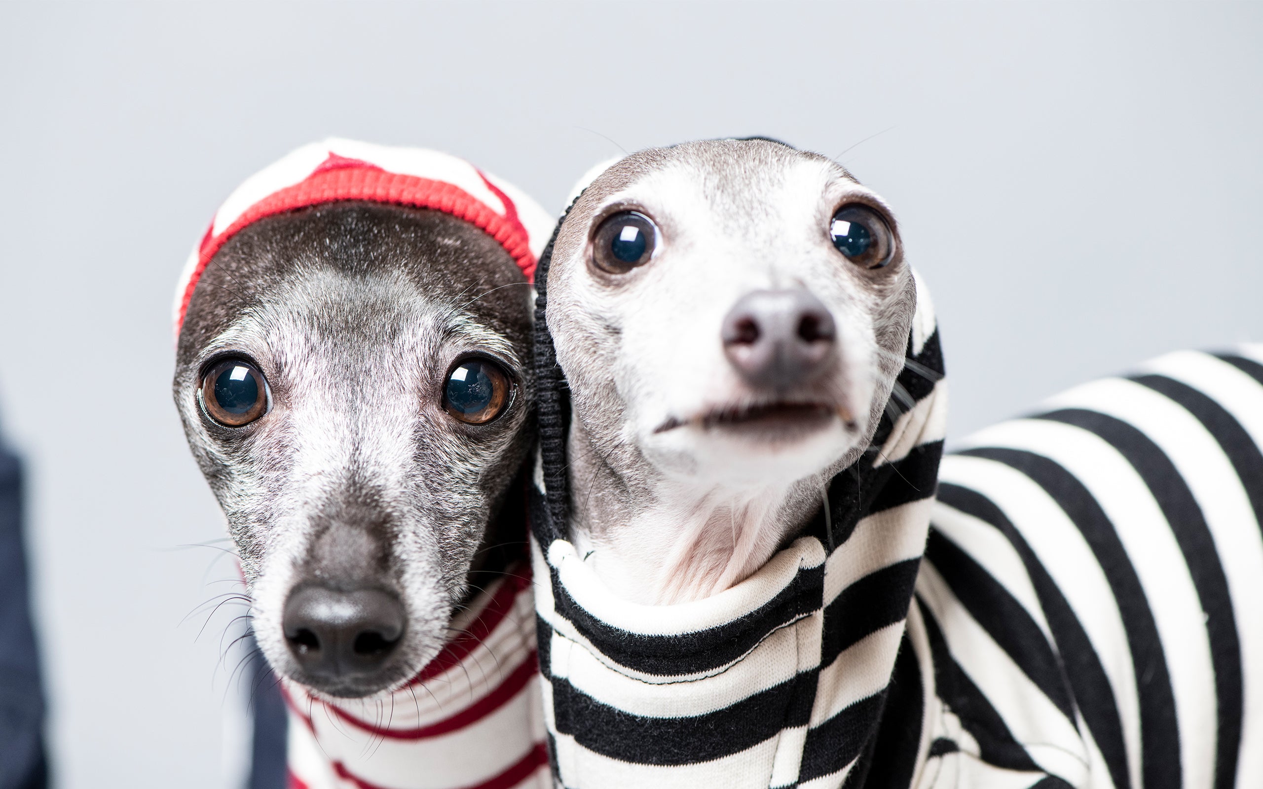 Italian greyhound in outlet boots