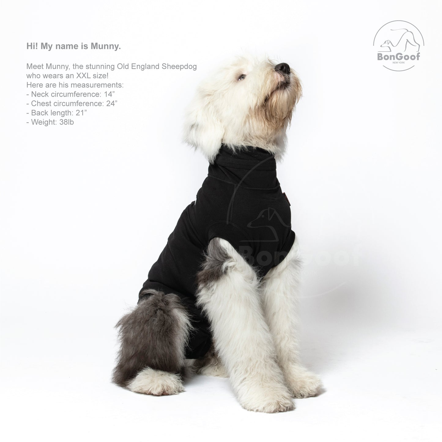 MEDITECT SUIT for Male dogs