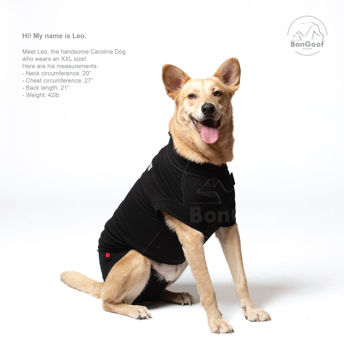 MEDITECT SUIT for Male dogs