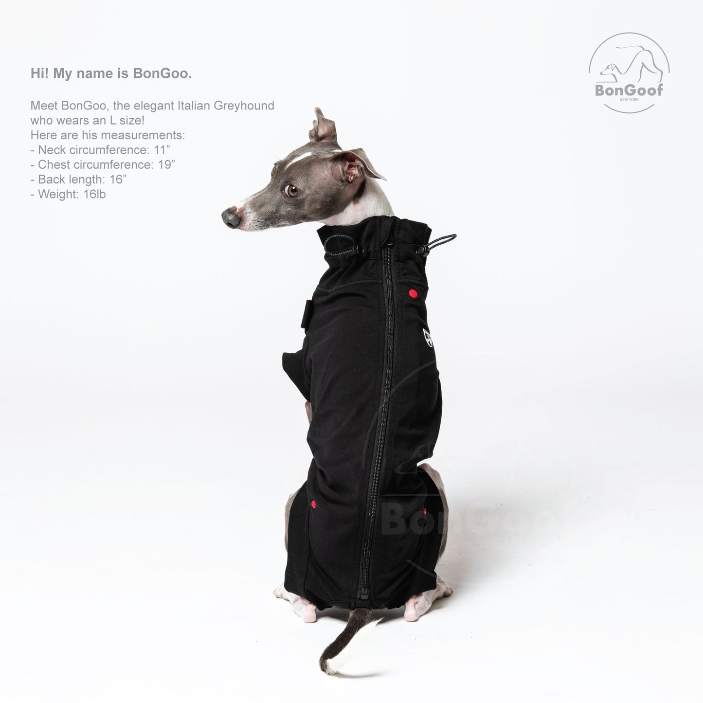 MEDITECT SUIT for Male dogs