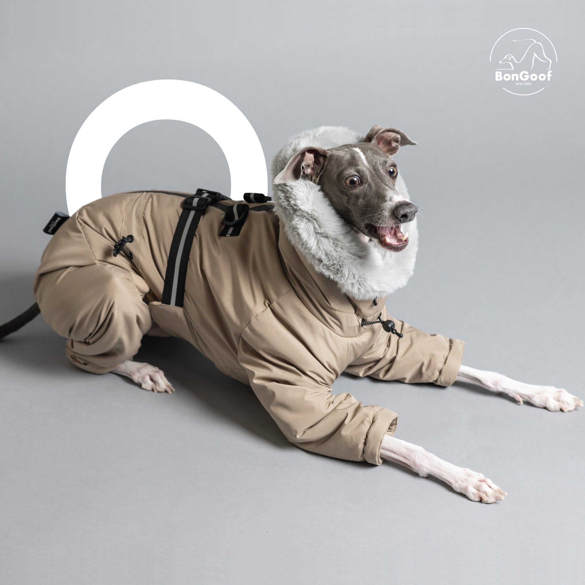 Italian greyhound outlet snowsuit